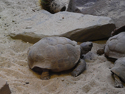 テキサスゴファーガメ