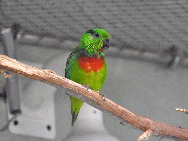 ミミカザリインコ
