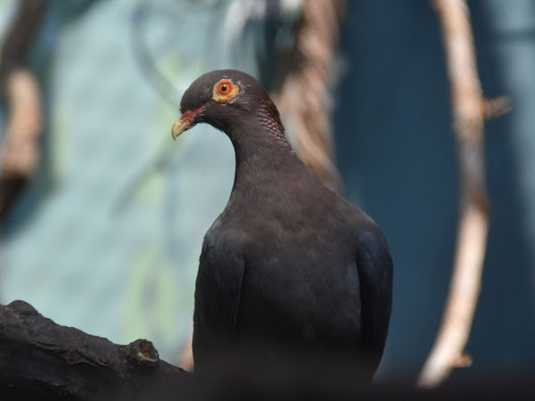 アカエリバト