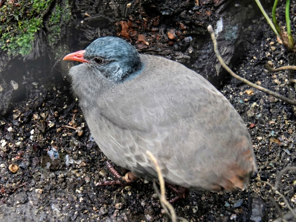 ヒメシギダチョウ