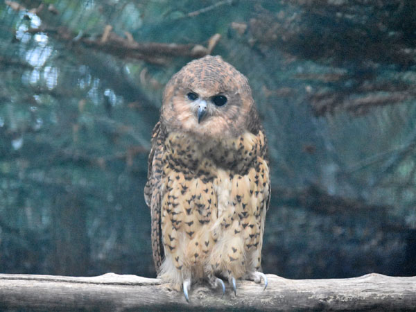 ウオクイフクロウ