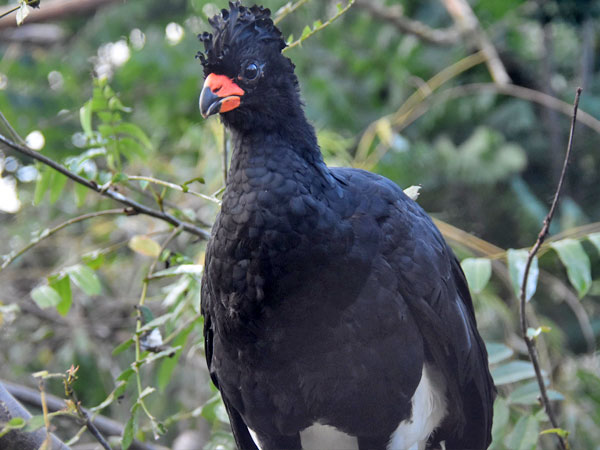 アカハシホウカンチョウ