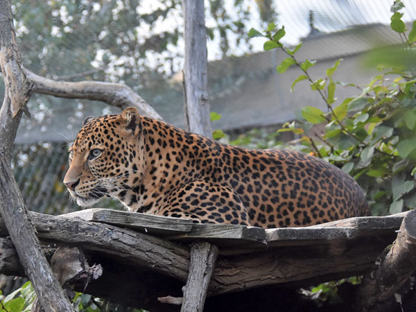 ジャワヒョウ