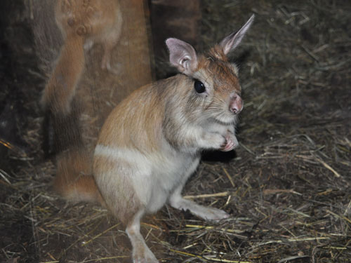 トウブトビウサギ