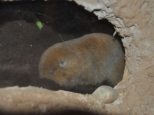オオデバネズミ