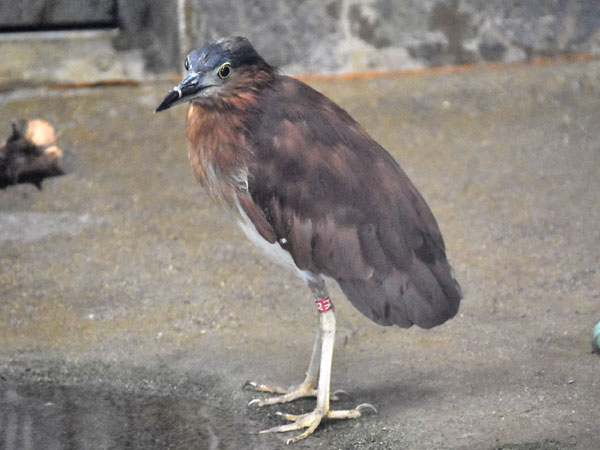 ハシブトゴイ