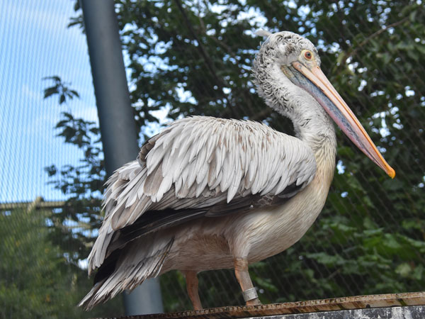 ホシバシペリカン