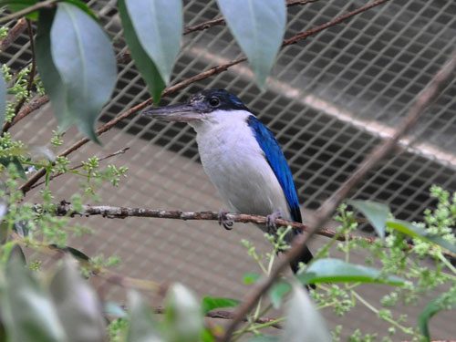ナンヨウショウビン