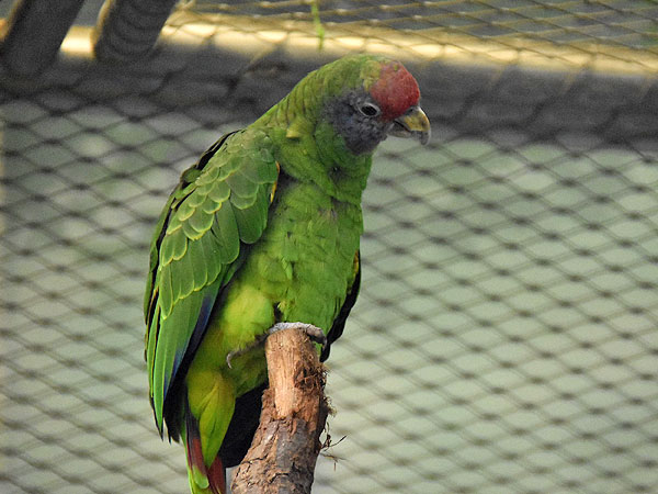 アカオボウシインコ