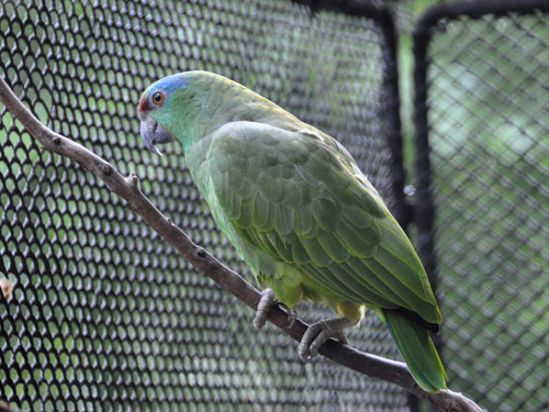 ムラサキボウシインコ