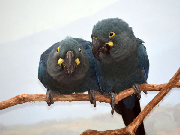 コスミレコンゴウインコ