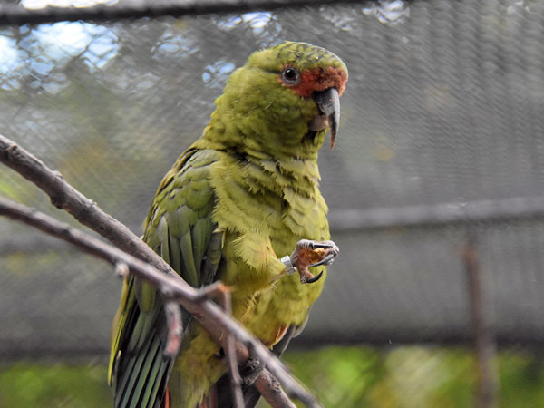 ハシナガインコ