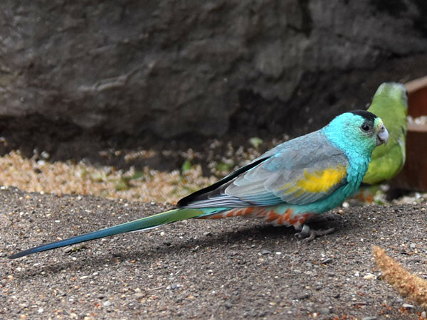 キビタイヒスイインコ