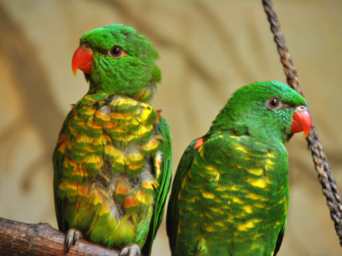 コセイガイインコ