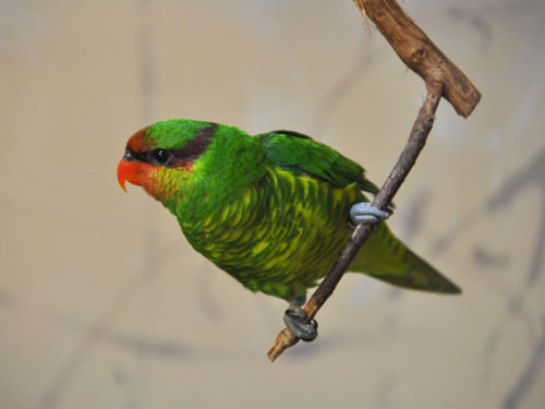 アポインコ