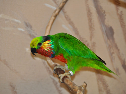 アカノドミミカザリインコ