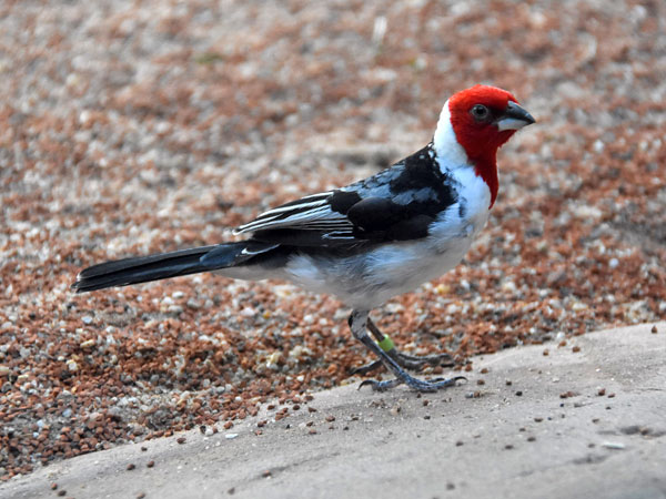 エリフコウカンチョウ