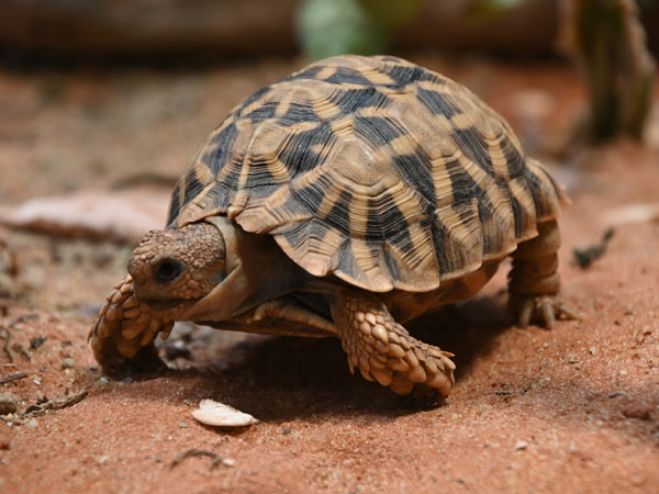 ノコヘリヤブガメ