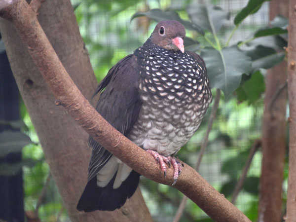 アカハシウロコバト