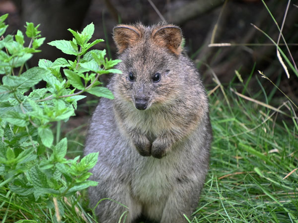 クオッカワラビー