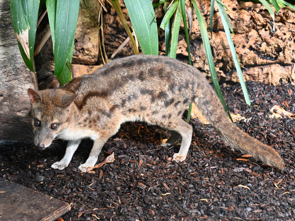 マダガスカルジャコウネコ