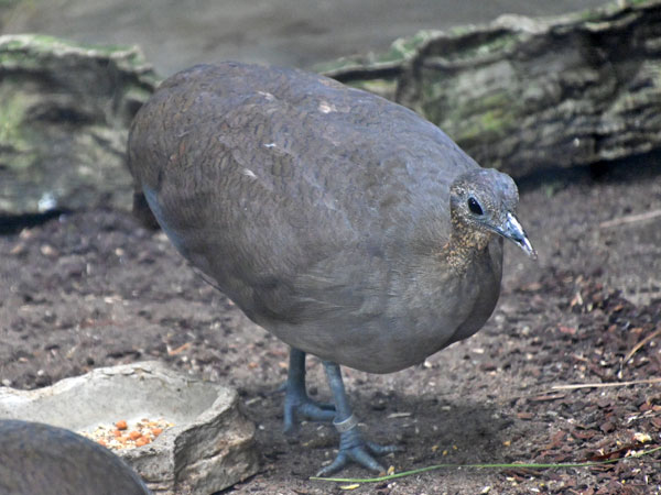 オバシギダチョウ