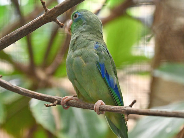 アオメルリハシインコ