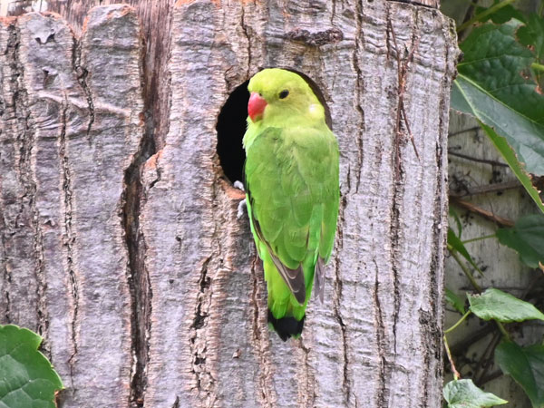 ハツハナインコ