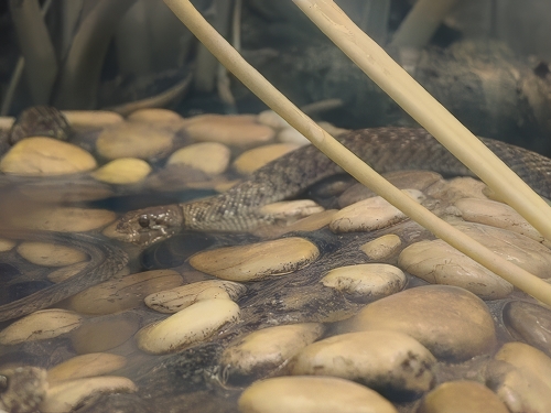 ソウカダ