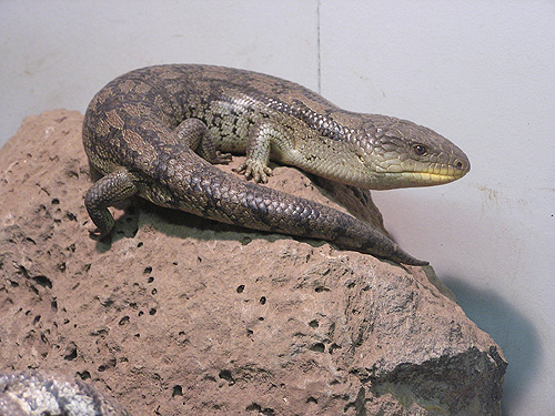 カニンガムイワトカゲ