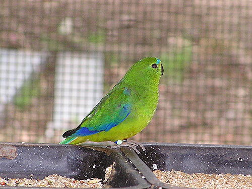 アカハラワカバインコ