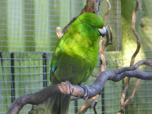 ムジアオハシインコ