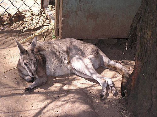 タヅナツメオワラビー