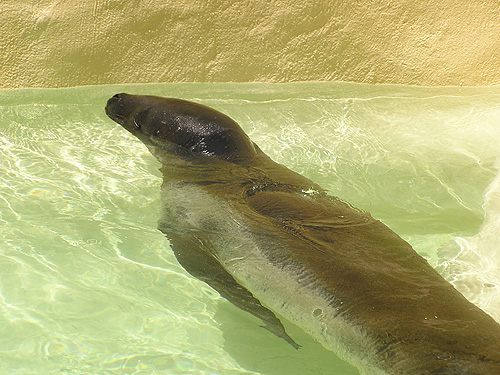 ヒョウアザラシ