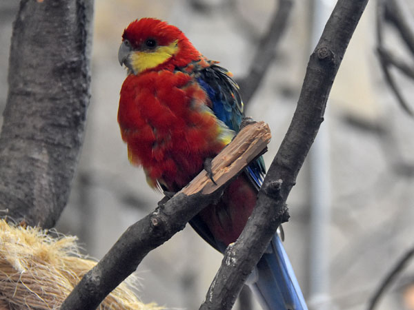 ココノエインコ