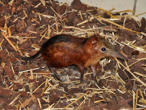 テングハネジネズミ