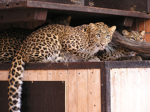 キタシナヒョウ