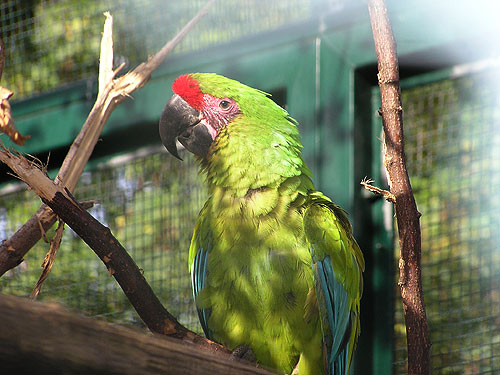 ヒワコンゴウインコ