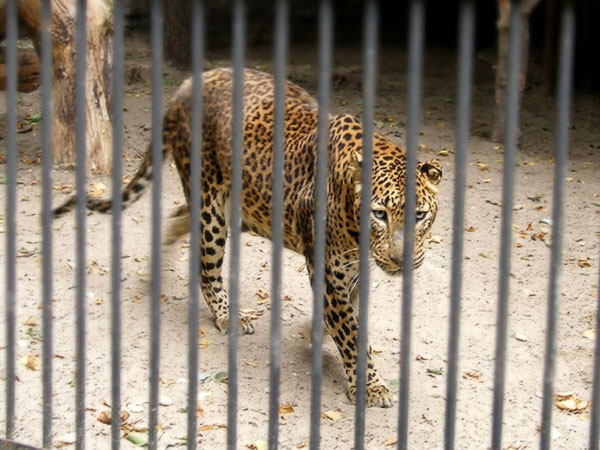 スリランカヒョウ