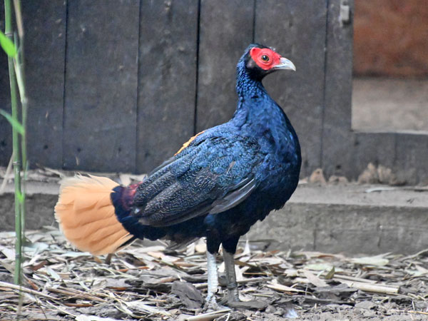 ウチワキジ