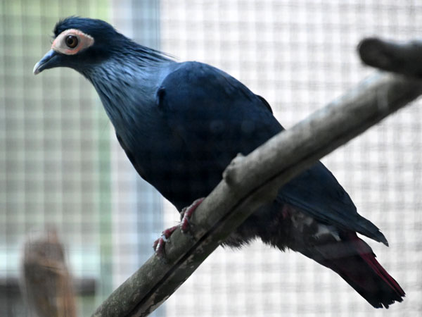 マダガスカルルリバト