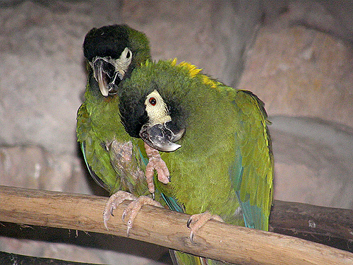 キエリヒメコンゴウインコ