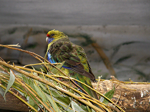 アカビタイキクサインコ