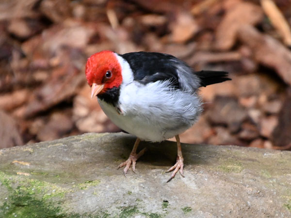 キバシコウカンチョウ