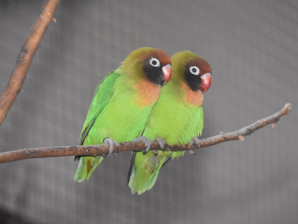 クロボタンインコ