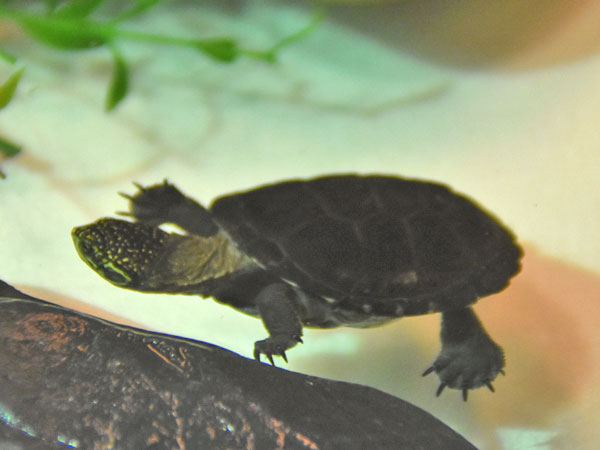 セウネハコヨコクビガメ