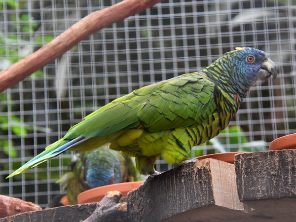イロマジリボウシインコ