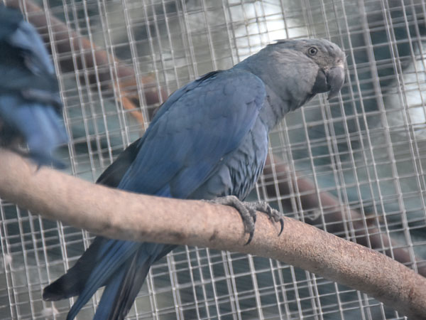 アオコンゴウインコ