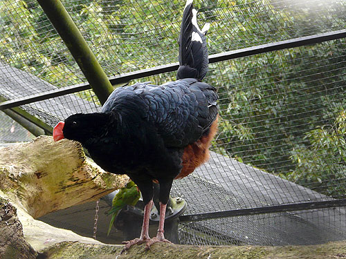 アマゾンホウカンチョウ