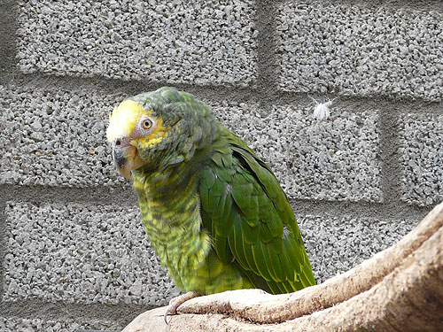 ワキアカボウシインコ
